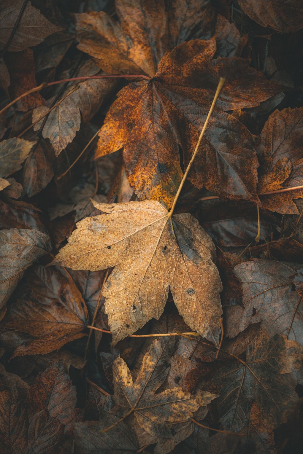 Dry Leaves