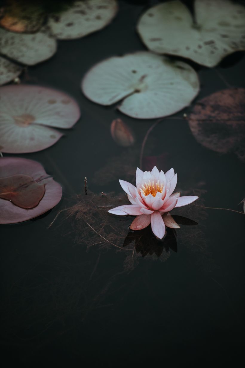 Lotus