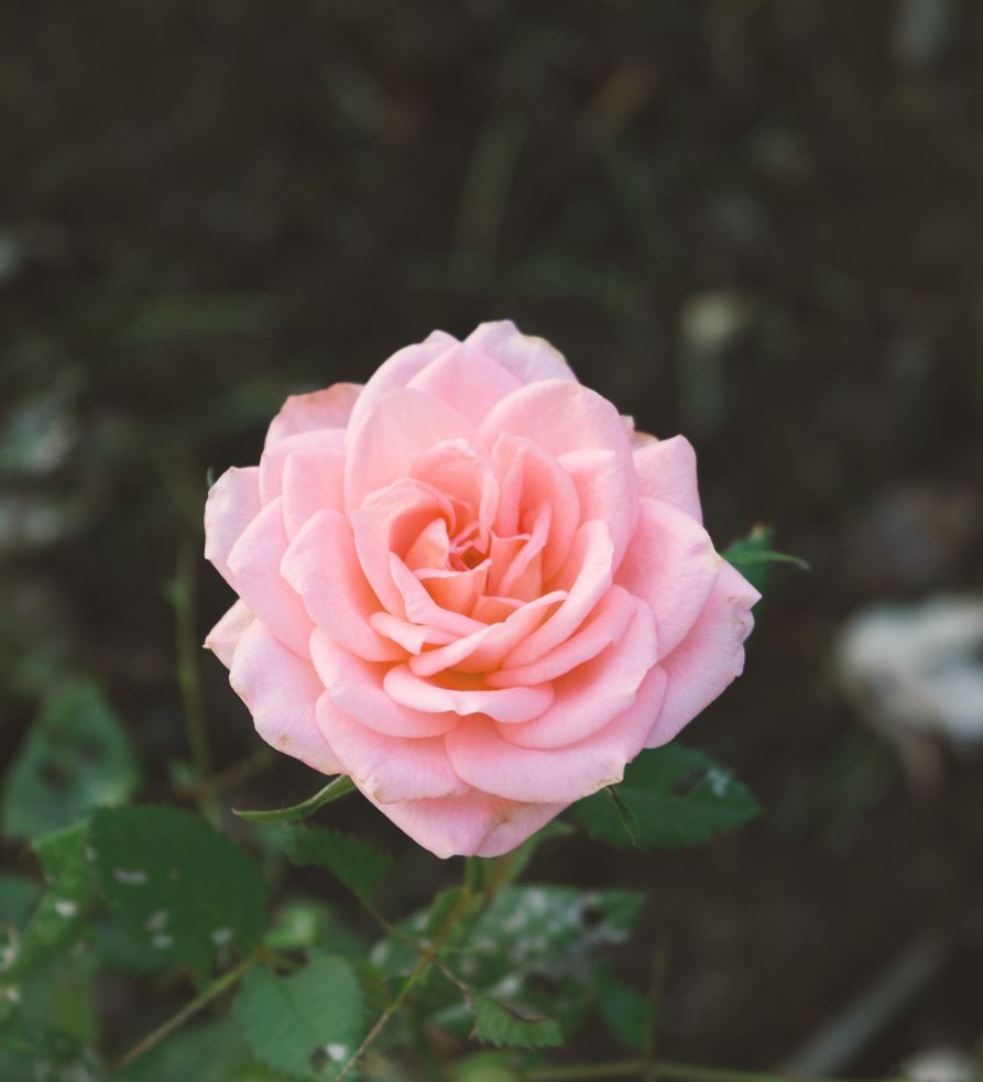 Vintage Rose