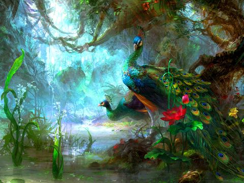 Exotic Peacock Art