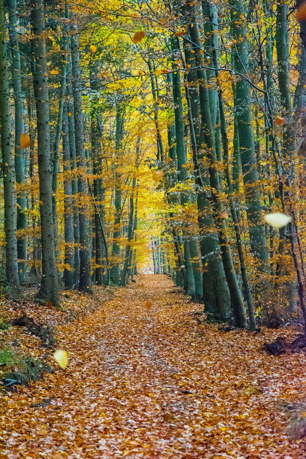 Autumn Forest